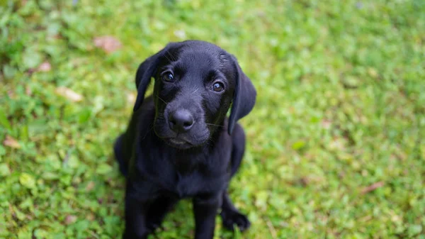 俯瞰着一只可爱的黑色拉布拉多小狗 它坐在绿草中 仰望着摄像机 — 图库照片