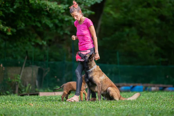 Žena Pes Trenér Pracuje Svým Belgickým Malinois Pastýř Dos Venku — Stock fotografie