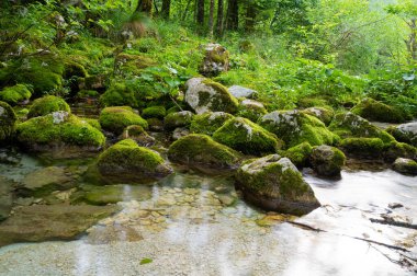 Beautiful mossy rocks in green summer nature on the shore of calm water flowing through.