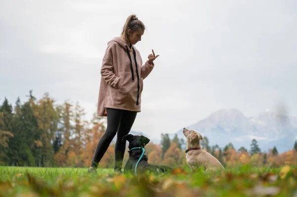 Female Dog Trainer Giving Eye Contact Command Her Two Dogs — Stock fotografie