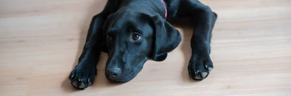 彼女の頭の側面に彼女の足で床に横たわってかわいい黒いラブラドール子犬の肖像画 ワイドビュー画像 — ストック写真