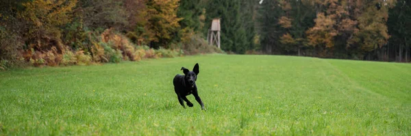 緑の草原の外を走るアクティブな黒い犬 — ストック写真
