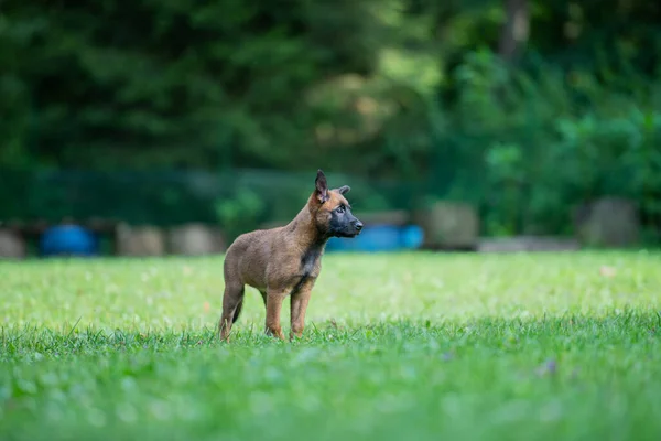 Yeşil Çimlerin Üzerinde Duran Sevimli Küçük Belçika Malinois Çoban Köpeği — Stok fotoğraf