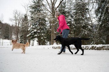 Genç bir kadın buz pateni yapıyor. Güzel, karlı bir kış havasında. İki köpeği etrafında oynuyor..