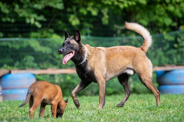 Schöner Belgischer Malinois Schäferhund Und Ein Kleiner Welpe Draußen Grünen — Stockfoto