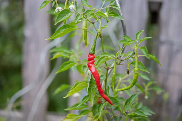 Rød Hot Chili Peber Vokser Grøn Plante Indenlandsk Have - Stock-foto