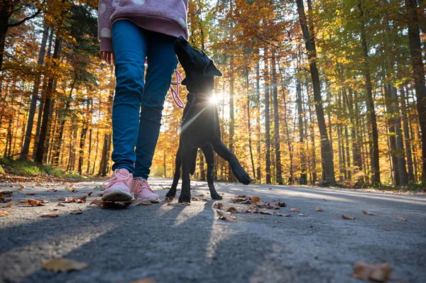 一只可爱的纯种黑色拉布拉多猎犬和它的女主人一起走狗脚跟的低角度图像 — 图库照片