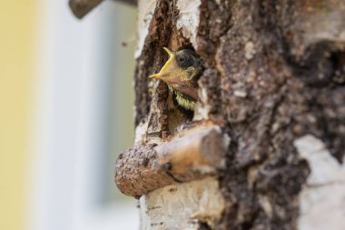 Geniş gagalı ahşap bir yuvadan dışarı bakan yavru bir kuşun yakın görüntüsü..