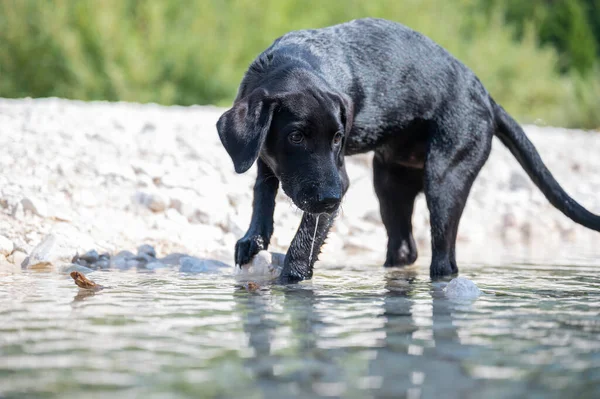 Bonito Cachorro Labrador Retriever Preto Brincando Mar Pela Costa — Fotografia de Stock