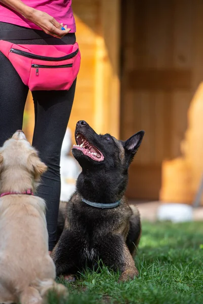 犬の従順訓練の概念的なイメージの所有者またはトレーナー側によるベルギーのマリノイ羊飼いの犬と混合品種の子犬 — ストック写真