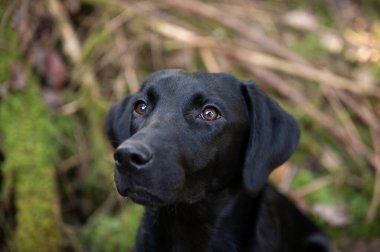 Bulanık doğal bir geçmişi olan siyah labrador av köpeği portresi..