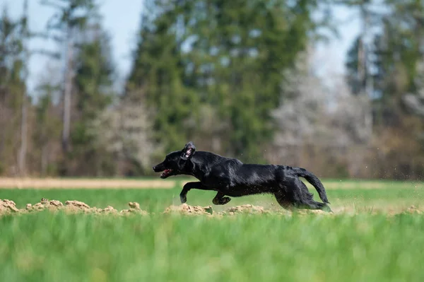 緑の草原を速く走る美しい黒いラブラドールの取得犬 — ストック写真