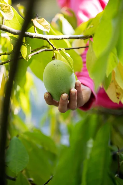 Close Zicht Vrouwelijke Hand Houden Rijping Asimina Fruit Groeien Een — Stockfoto