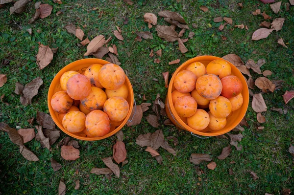 Top View Two Buckets Full Freshly Picked Homegrown Organic Persimmons — Stock fotografie