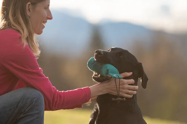 Černý Labrador Retrívr Pes Drží Figurínu Zatímco Její Majitel Chválí — Stock fotografie