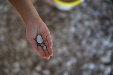 Sahilde bulunan çocuk palmiyesinin çakıl taşlarının üst görüntüsü..