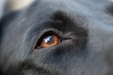 Closeup view of a black labrador dog eye with a reflection of her owner in it.