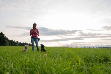 Genç köpek sahibi ve eğitmeni iki köpeğini eğitiyor. Güzel yeşil bir çayırda itaat ediyorlar..