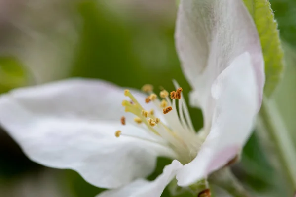 Detailní Pohled Pyl Květu Jabloně Jaře — Stock fotografie