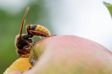 Yakından bakınca olgun bir elmayı yiyen bir eşek arısının makro görüntüsü.