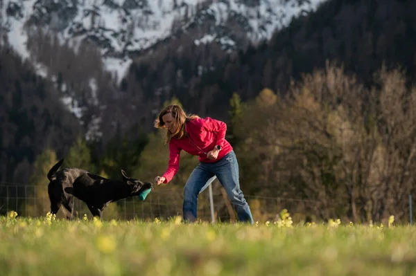 Mladá Žena Cvičitelka Psů Hrající Svým Labradorem Retrívrem Psem Jako — Stock fotografie