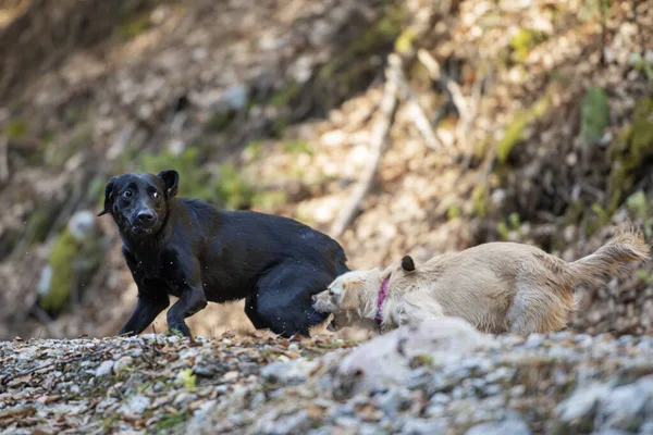 Dois Cães Brincando Perseguindo Uns Aos Outros Fora Dia Ensolarado — Fotografia de Stock