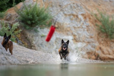 Belçika çoban köpeği oyuncağından sonra suya atlıyor..