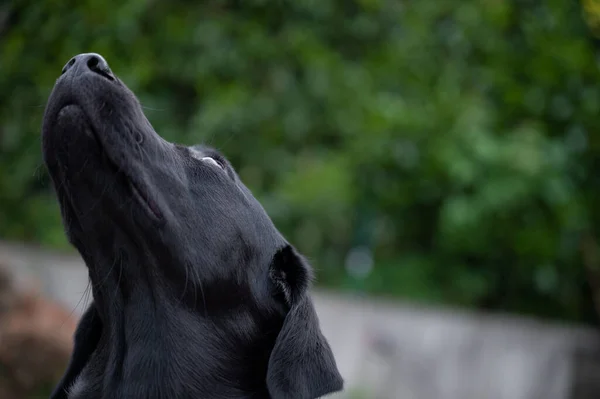 Retrato Hermoso Perro Labrador Retriever Mirando Hacia Arriba Con Naturaleza —  Fotos de Stock