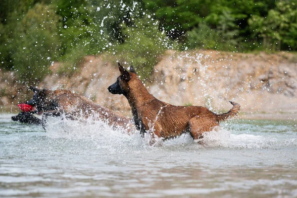 Belgische Malinois Hunde Spielen Seewasser Schöner Natur — Stockfoto
