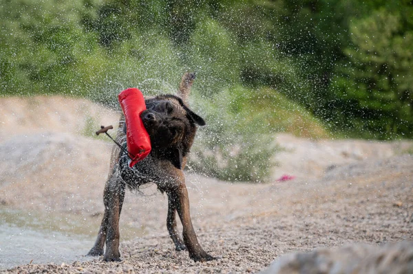 Nasser Belgischer Malinois Schäferhund Mit Einem Spielzeug Mund Schüttelt Sich — Stockfoto