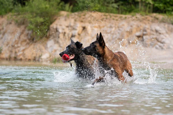 Zwei Belgische Malinois Schäferhunde Spielen Wasser — Stockfoto