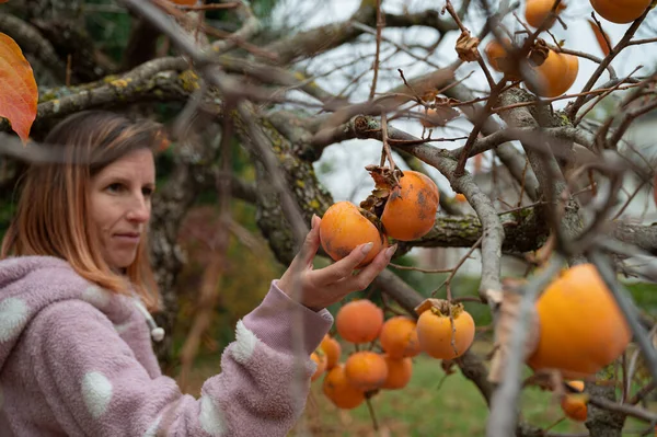 Mujer Joven Cosechando Frutos Caqui Madurando Creciendo Árbol Temporada Otoño — Foto de Stock
