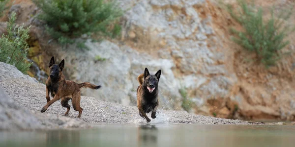 Dwa Owczarki Malinois Biegnące Wody Jeziora — Zdjęcie stockowe