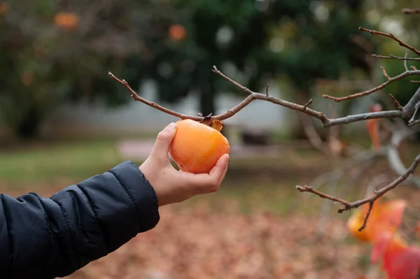 Hand Van Een Kind Plukkend Een Rijpe Persimmon Vrucht Verbouwend — Stockfoto