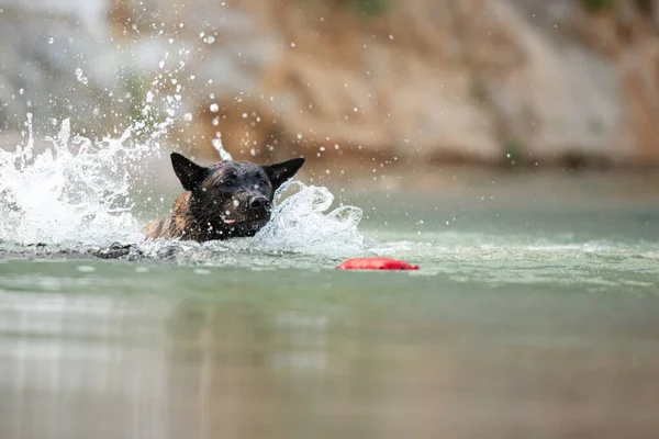 Belgischer Malinois Schäferhund Schwimmt Einem See Auf Ein Spielzeug Das — Stockfoto