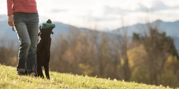 黒Labraador取得犬によって彼女の所有者保持Aダミーで彼女の口の中で外で美しい牧草地 — ストック写真