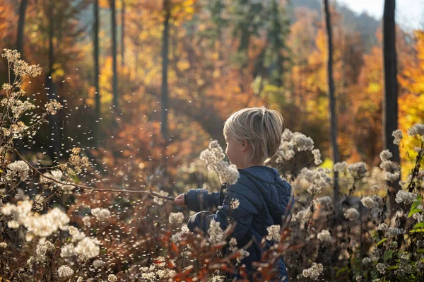 小男孩站在美丽的五彩斑斓的森林里 在蓬松的植物中间 种子在他身边飞舞 — 图库照片