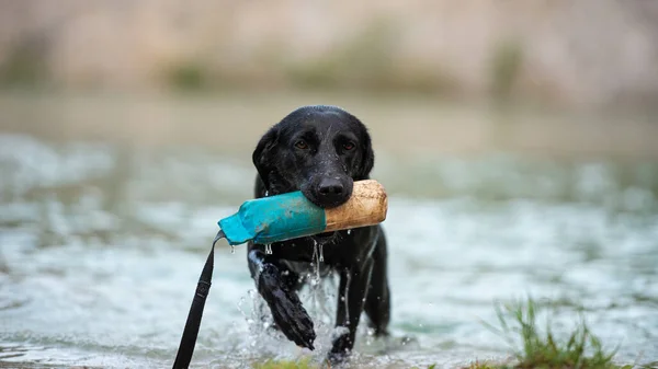 美しいですアクティブ黒ラブラドール取得犬流出湖とともに取得ダミーで彼女の口の中に — ストック写真