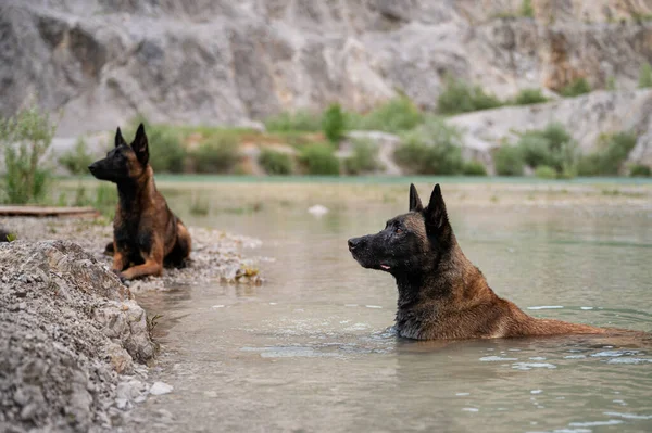 Reinrassiger Belgischer Malinois Schäferhund Liegt Seewasser Während Ein Weiterer Malinois — Stockfoto