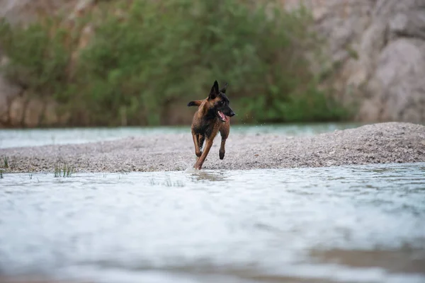 美しい女性Belgian Malinois羊飼いの犬は湖の水の中に走って — ストック写真