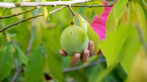 Clousep Kilátás Női Kézimunka Érett Aszimina Gyümölcs Termesztés Egy Pawpaw — Stock Fotó