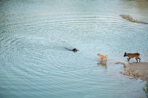 ブラックラブラドールレトリバー犬水泳彼女の口の中でおもちゃと湖の海岸で見て他の2匹の犬 — ストック写真