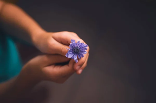 Top View Innocent Hands Child Holding Beautiful Delicate Purple Flower — Photo