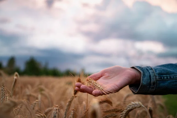 女子的手牵着美丽的金黄色的麦穗 在雄伟的天空下生长在田野里 — 图库照片