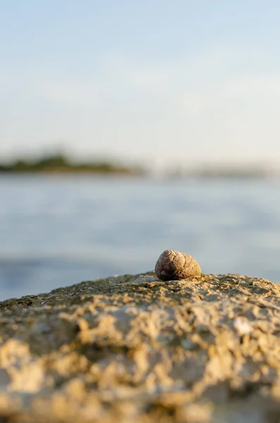 Low Angle View Sea Snail Rock Blurred Ocean Background — Stock Photo, Image