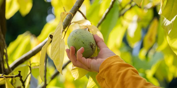 Hand Child Picking Ripe Asimina Fruit Growing Pawpaw Tree Closeup — Stock Fotó