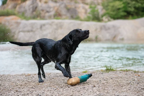 Purebred Black Labrador Retriever Dog Shaking Water Coming Out Lake — ストック写真