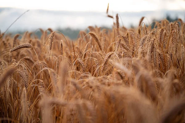 Closeup View Beautiful Abundant Golden Wheat Growing Field Summertime — Stock Photo, Image