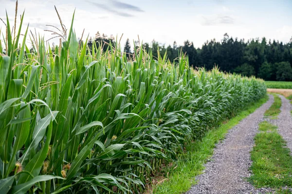 Rand Van Prachtige Groene Maïsveld Langs Een Landweg — Stockfoto