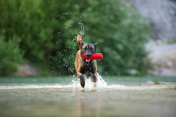 Schöner Reinrassiger Belgischer Malinois Schäferhund Der Seewasser Läuft Und Ein — Stockfoto
